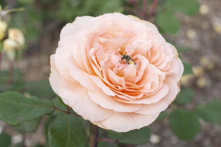 Rosa Parfuma Bliss Star Roses and Plants