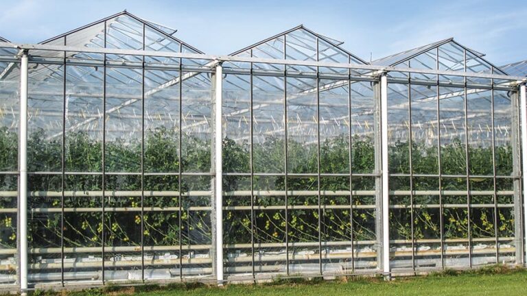 Natural Ventilation In A Venlo type greenhouse