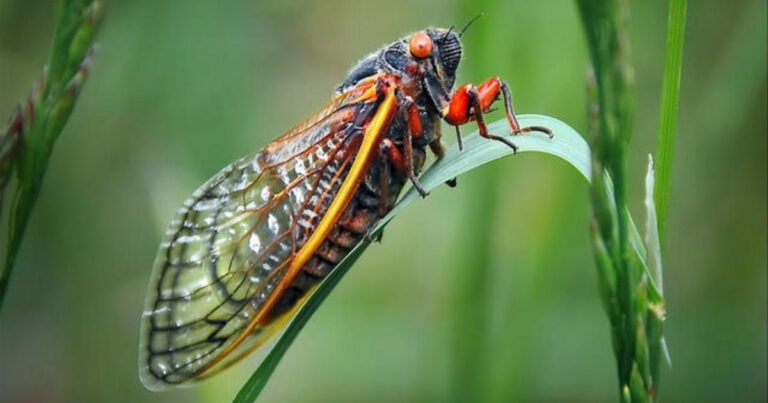 cbsn fusion what to know about trillions cicadas about to swarm us thumbnail 2815861 640x360