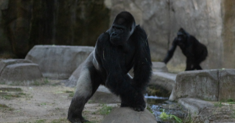 forth worth zoo gorilla during the eclipse