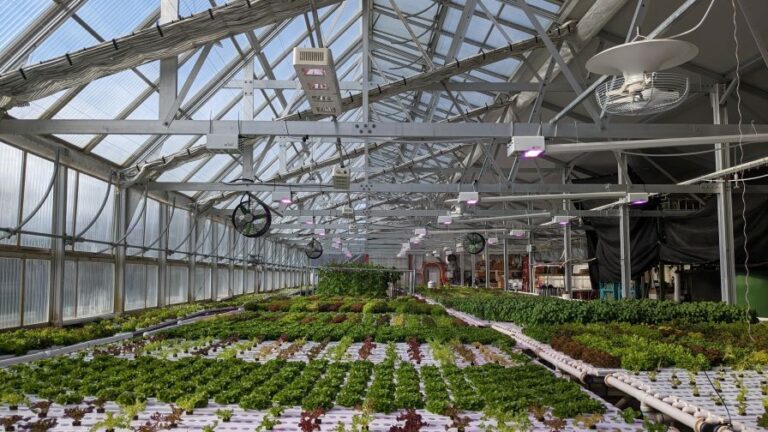 Climate smart farming of vegetables in a smart greenhouse