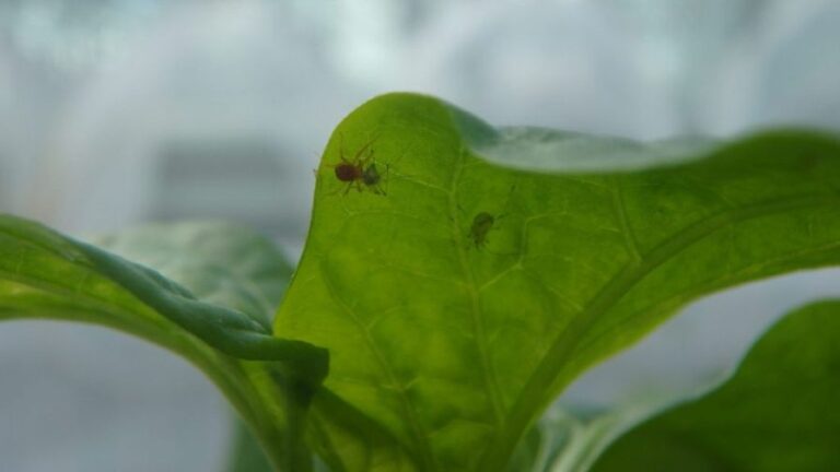 Greenhouse biocontrol image from Vineland Research and Innovation Centre with bugs and insects on leaves