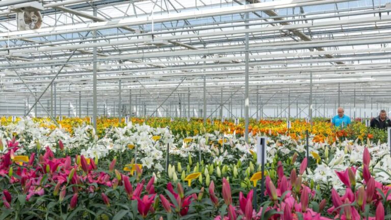 Test greenhouse of Onings Holland Flowerbulbs during 2024 Dutch Lily Days