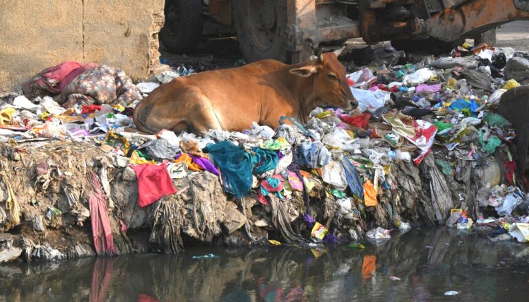 1050x600 cow garbage 2