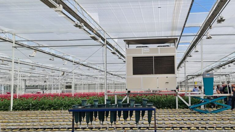 Summit Gerbera Growers energy savings from DryGair