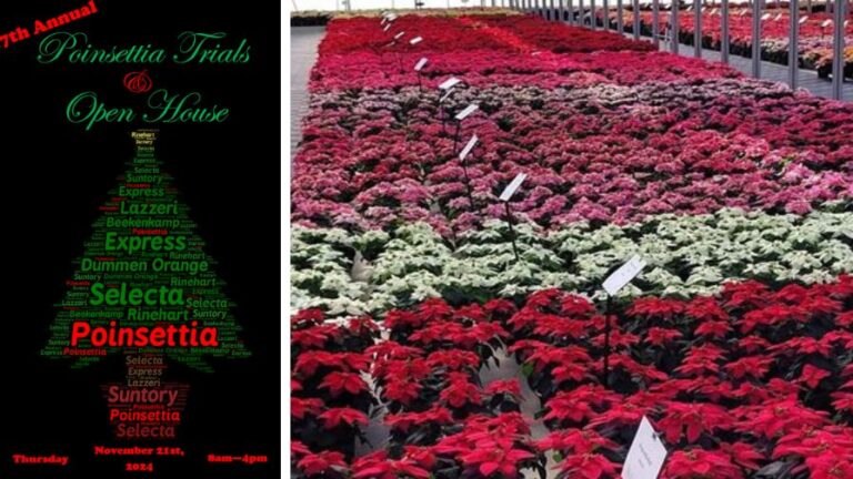 2024 Poinsettia Trial Open House from Millstadt Young Plants and N.G. Heimos Greenhouses