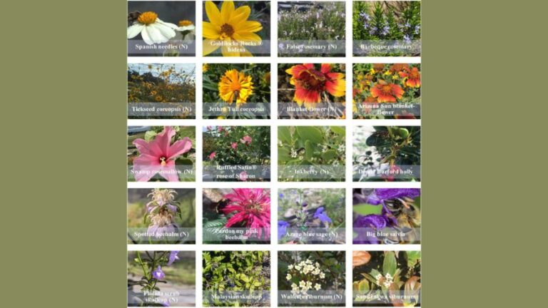 Floral representation of 10 native and 10 non native ornamental plants selected for this study