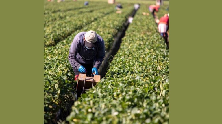 H 2A ruling on temporary farmworkersagricultural workers