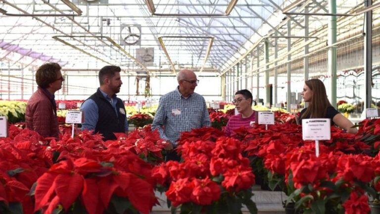 2022 Plantpeddler poinsettia trials