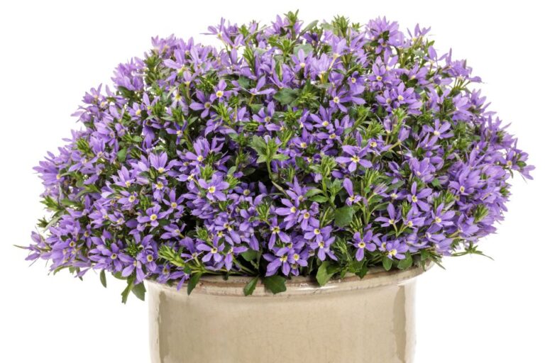 Scaevola ‘Stardiva Blue Proven Winners