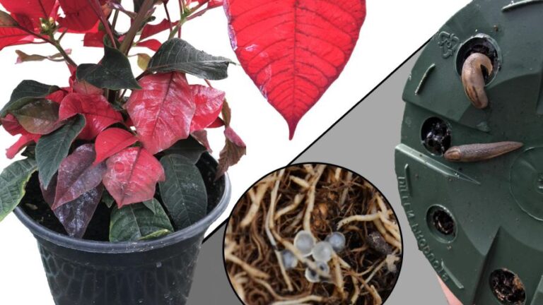 Silvery slime trails on poinsettia bracts translucent to white eggs clusters on the root ball and slugs hiding beneath a poinsettia container and around the drainage holes 1