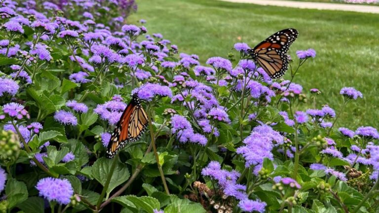 Ageratum Monarch Magic Ball FloraPlant with monarch butterflies about