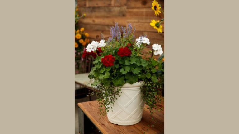 Geraniums have always Varieties Trends