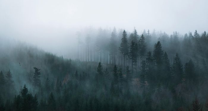 foggy mysterious woods.jpg.optimal