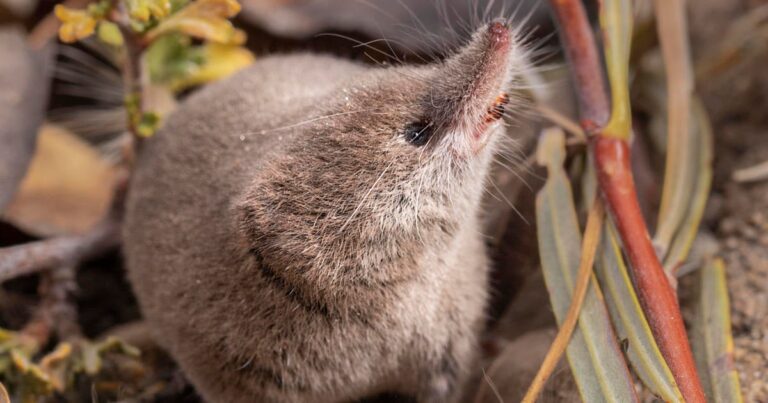 lyell shrew on natural background