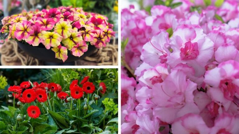 Colorful Varieties To Expect at 2025 California Spring Trials CAST 2025 Part 2