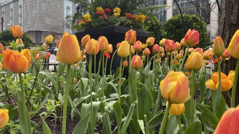 De Vroomen The Magnificent Mile Tulip