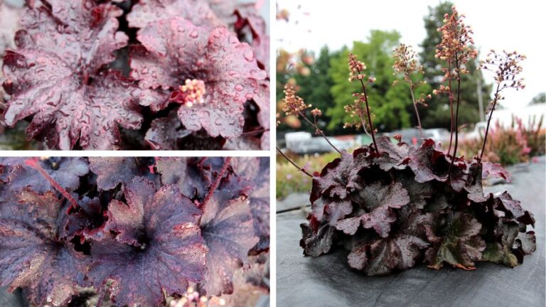 Terra Nova Debuts New Heuchera Variety