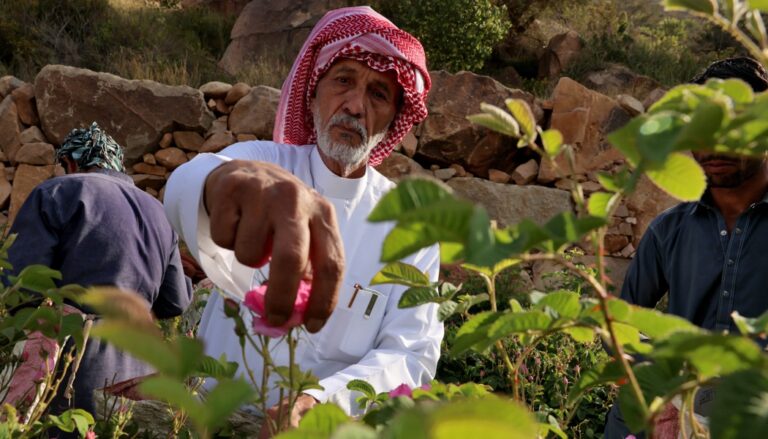 1050x600 afp 20250409 39n88t2 v1 highres saudieconomyagricultureroses
