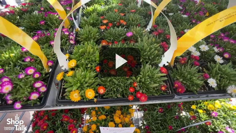 2025 04 25 Delosperma Solstice and Other Ice Plant Series at Dummen Orange.00 00 51 16.Feature