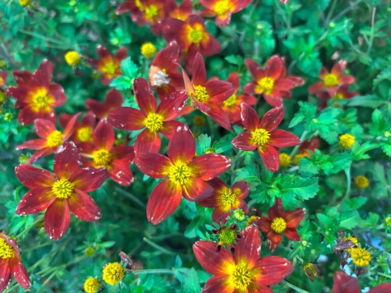 Bidens Campfire Red Ember Proven Winners