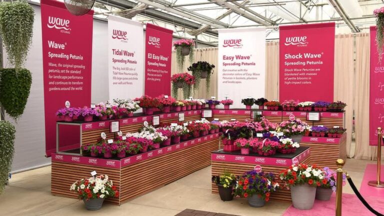 PanAmerican Seed a Wave Petunias Display