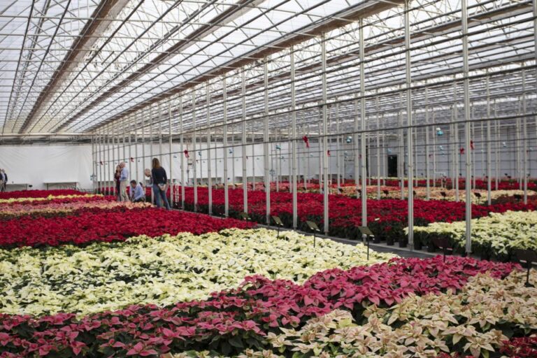 Syngenta Flowers Lazzeri Varietes HeimosPoinsettiaTrials2021