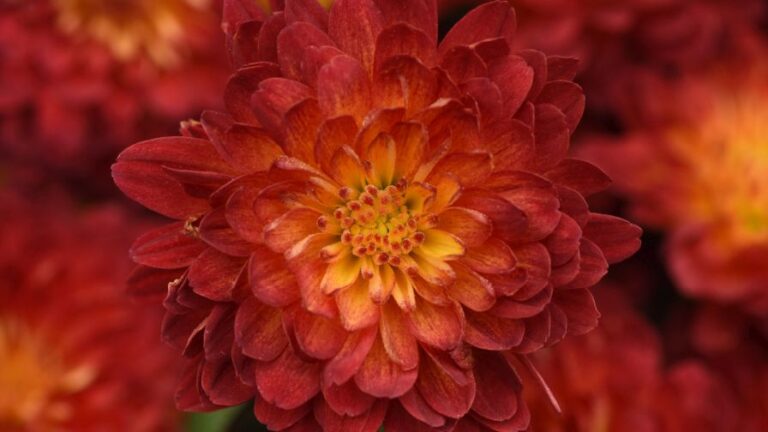 This ‘Metrona Bronze from Ball Seed wins the proverbial gold medal for new colors this year