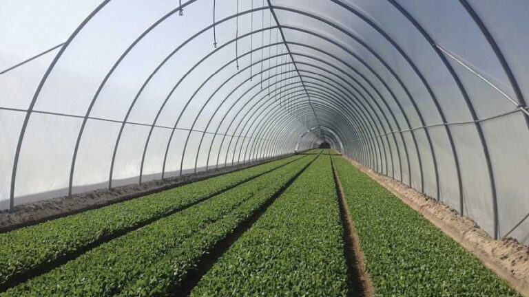baby spinach in tunnel 1