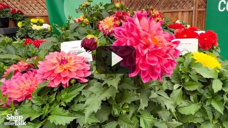 2025 04 28 New Dahlia Cherie Series at Danziger.00 00 47 12.Feature