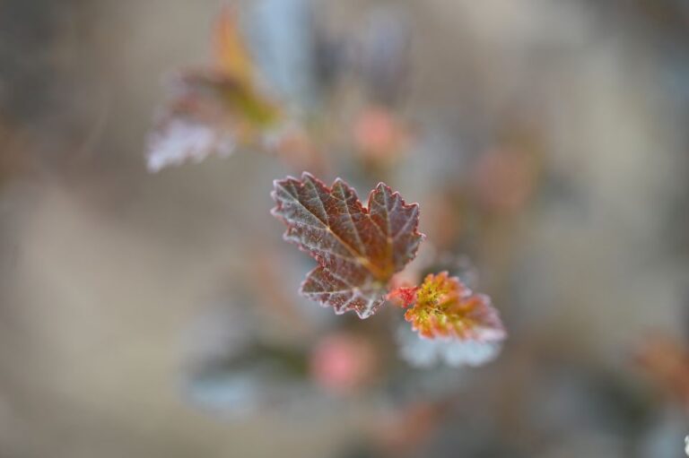 Physocarpus Foliage Web