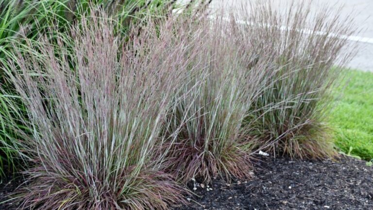 Schizachyrium Little Red Fox Poplar Ridge Nursery