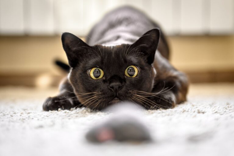 Shutterstock CatHappy redfin 3
